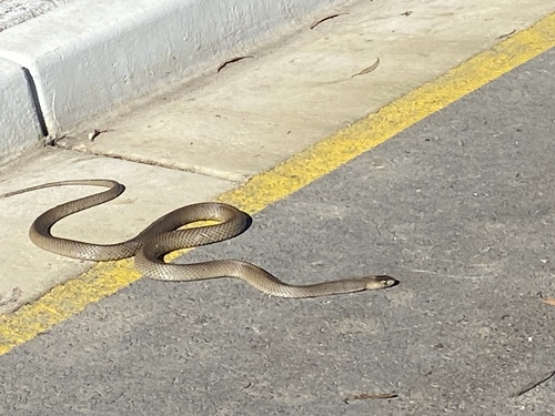 Eastern Brown Snake sighting