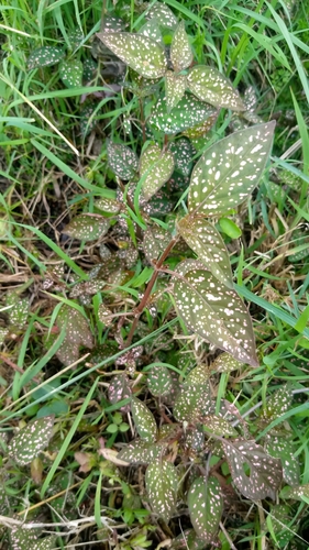 Polka Dot Plant