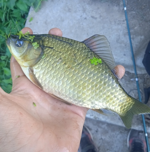 Prussian Carp