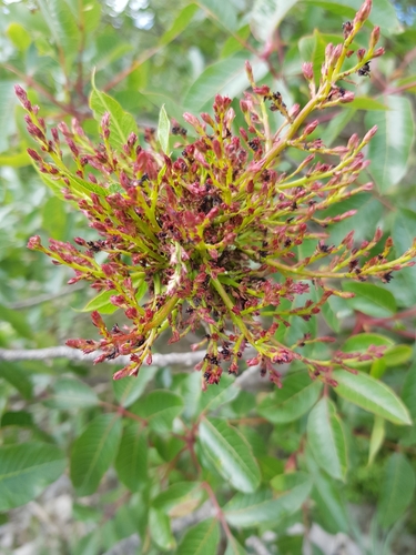 terebinth