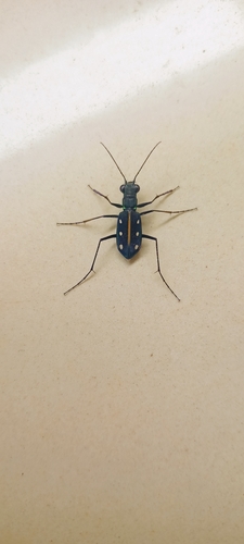 Yellow-spotted Tiger Beetle
