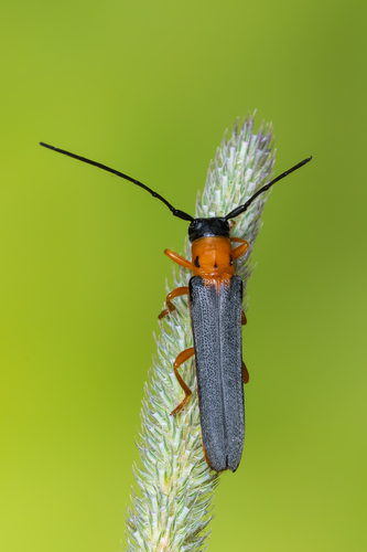 Oberea pupillata (Gyllenhal, 1817)