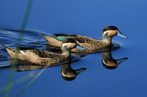 Blue-billed Teal