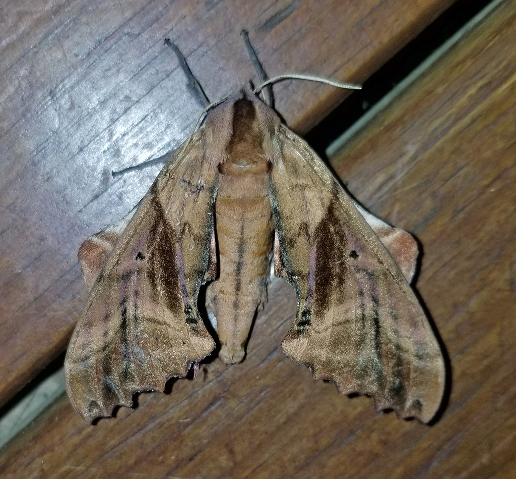 Blinded Sphinx from Fentress County, TN, USA on July 11, 2024 at 08:41 ...