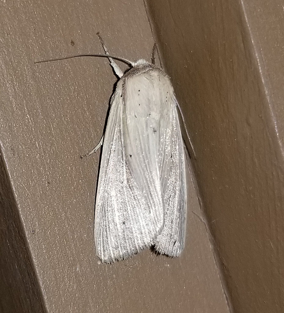 Adjutant Wainscot from Fentress County, TN, USA on July 11, 2024 at 10: ...