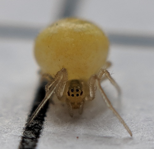 Sputnik Spider