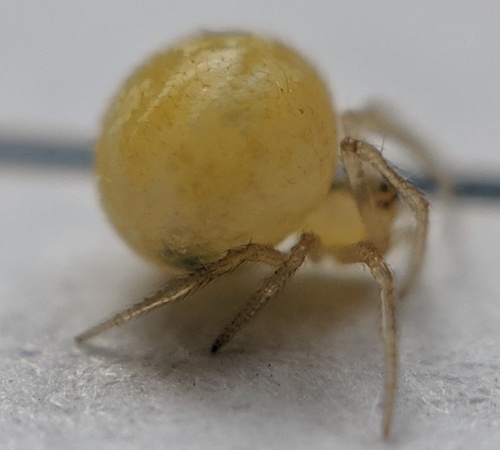 Sputnik Spider