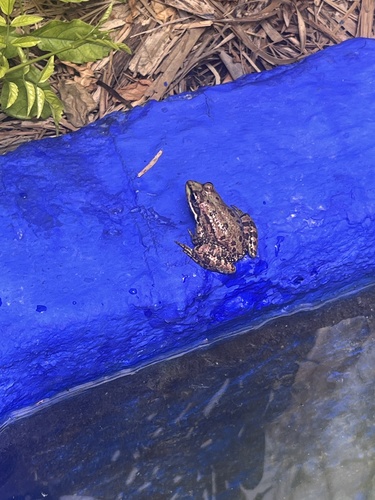 Sahara Frog