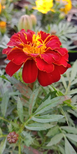 French marigold