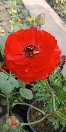 Persian Buttercup