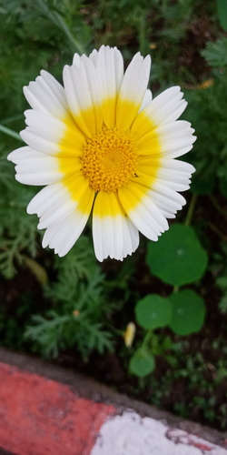 Garland Daisy