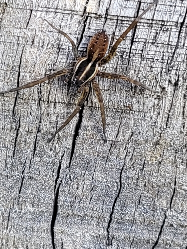 Pin-Stripe Wolf Spider Complex