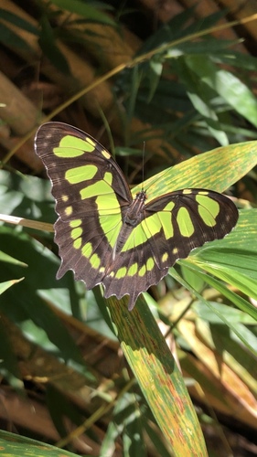 Malachite