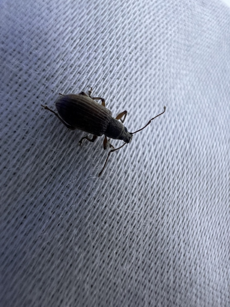 Asian Oak Weevil in July 2024 by Kyle Klotz · iNaturalist