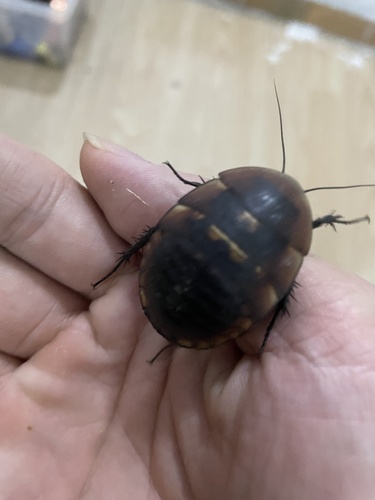 Polyphaga plancyi