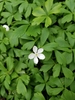 Wood Anemone - Photo (c) Jason White, all rights reserved, uploaded by Jason White