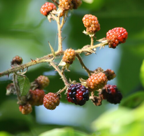 Rubus hyrcanus