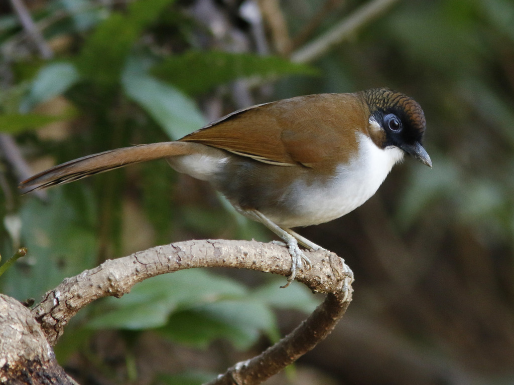 Gray-sided Laughingthrush photo