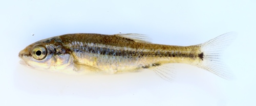 Roundnose Minnow