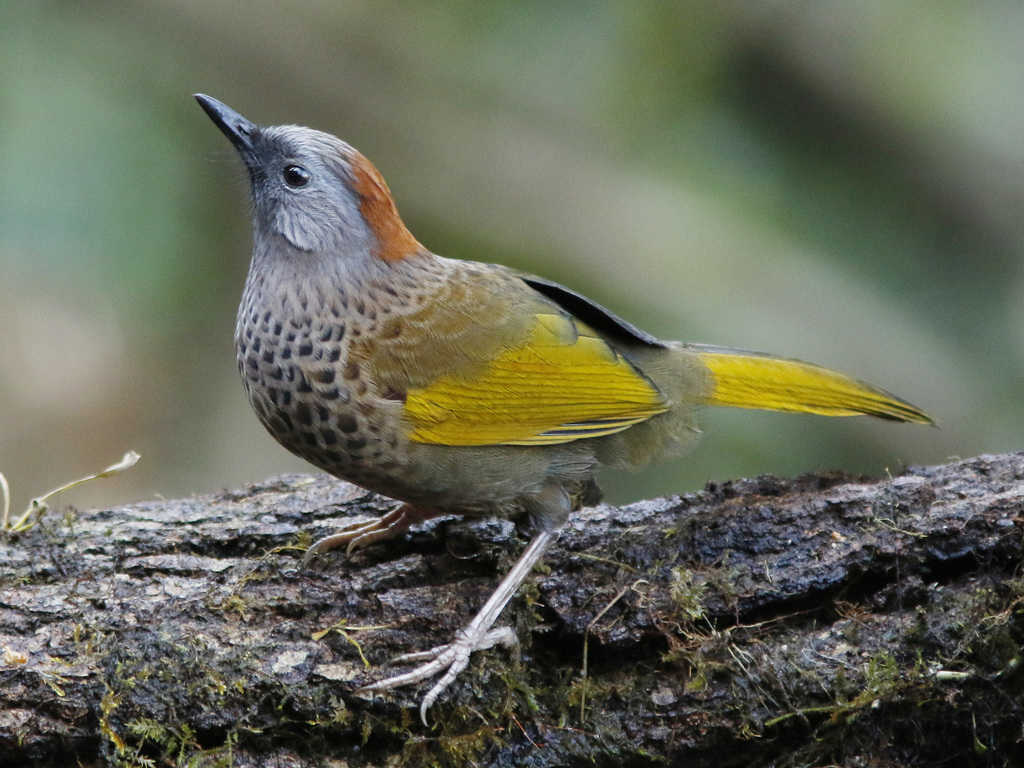 Assam Laughingthrush photo