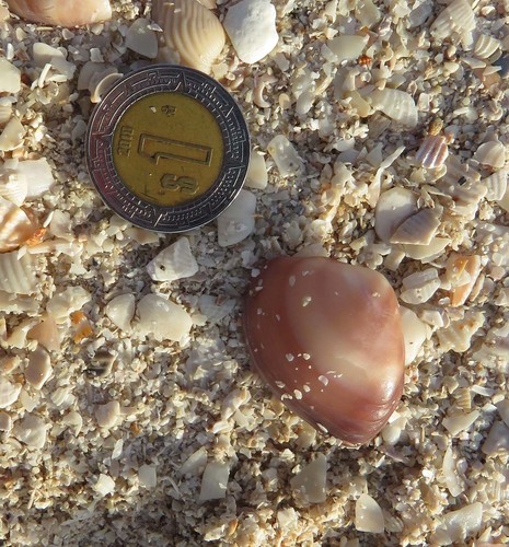 Florida Marsh Clam