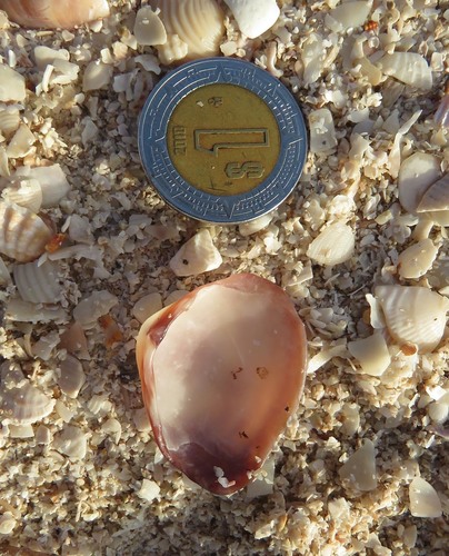 Florida Marsh Clam