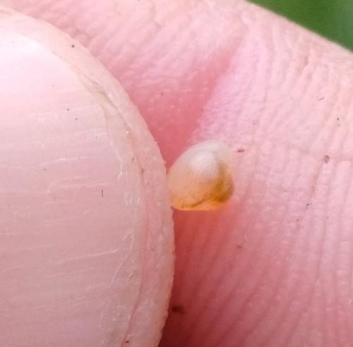 porous-shelled pea mussel
