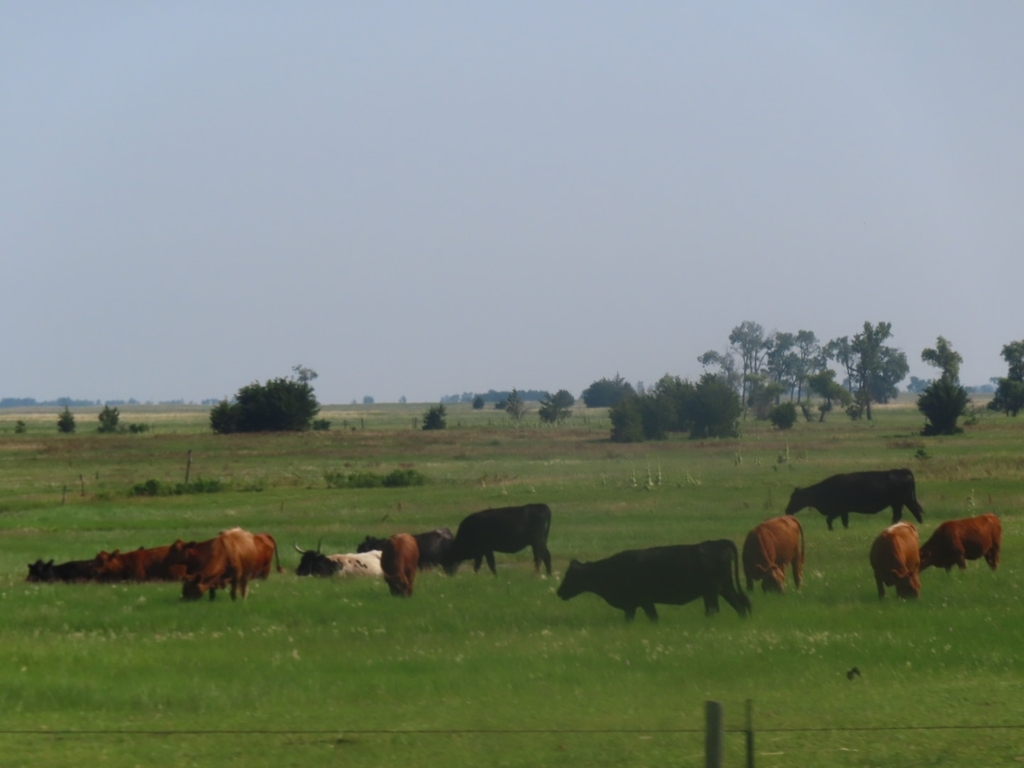 Domestic Cattle from Iowa City, IA 52245, USA on July 12, 2024 at 11:10 ...