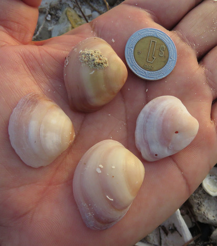 Florida Marsh Clam
