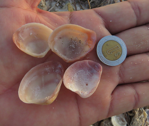 Florida Marsh Clam