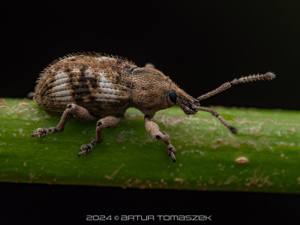 Phytoscaphus triangularis in July 2024 by Artur Tomaszek · iNaturalist