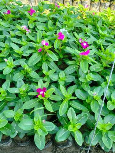 Madagascar Periwinkle