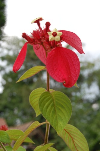 Red-leaved Mussaenda