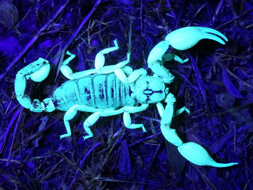 California Swollenstinger Scorpion