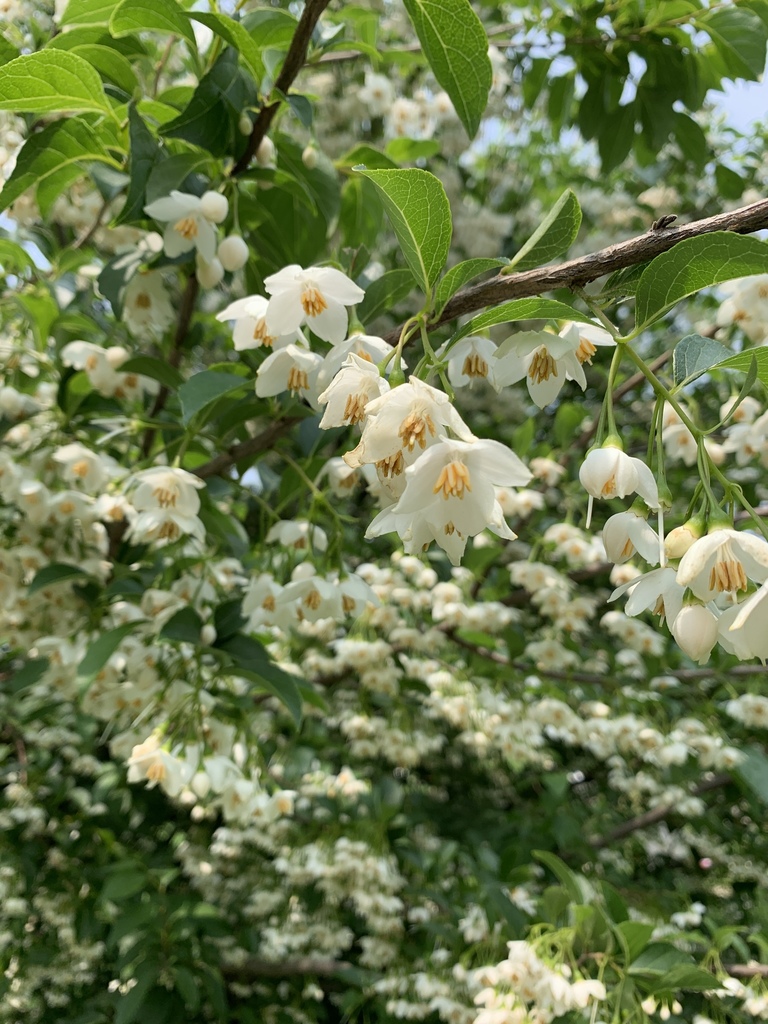 Styrax japonicus — an easy houseplant, prefers full sun light