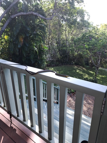 Common Tree Snake sighting