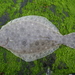 Summer Flounder - Photo (c) j-stauffer, all rights reserved, uploaded by j-stauffer