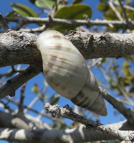 Banded Cone