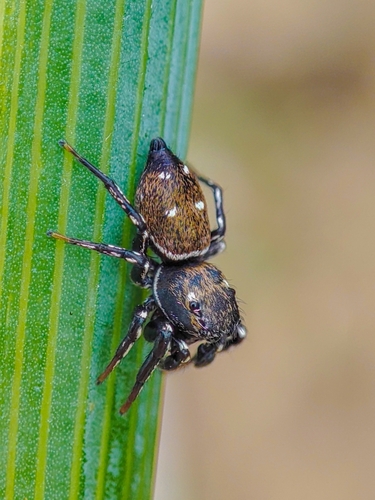 Heliophanus kochii