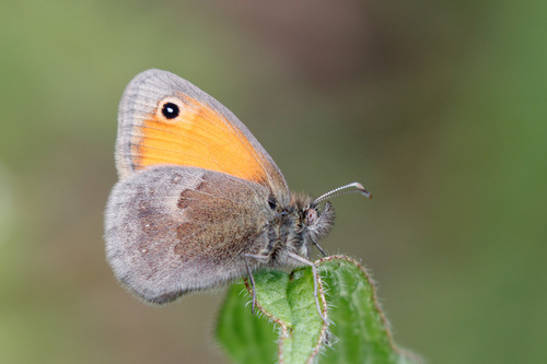 Coenonympha pamphilus