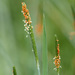 Short-awn Foxtail - Photo (c) Fero Bednar, all rights reserved, uploaded by Fero Bednar
