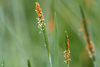Short-awn Foxtail - Photo (c) Fero Bednar, all rights reserved, uploaded by Fero Bednar