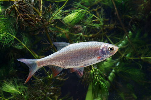 Scardinius erythrophthalmus