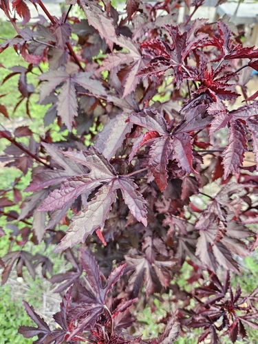cranberry hibiscus