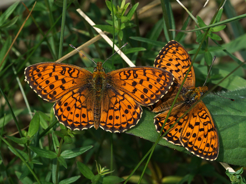 Lesser Marbled Fritillary
