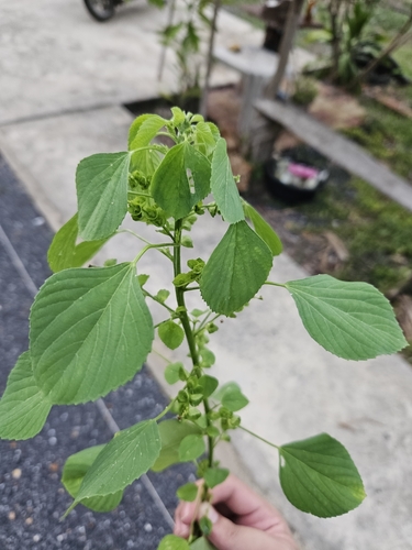 Indian Acalypha