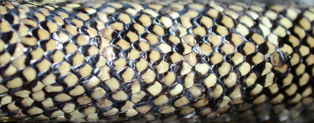 Eastern Kingsnake in July 2024 by Eoghan Irwin. *Damn* it *worst* DOR ...