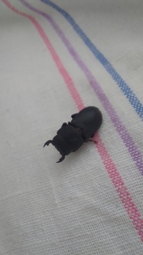 Lesser Stag Beetle