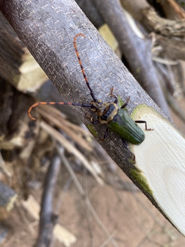 Retrachydes thoracicus thoracicus