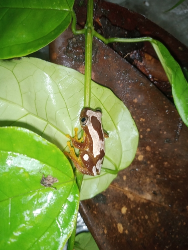 Foulassi Banana Frog